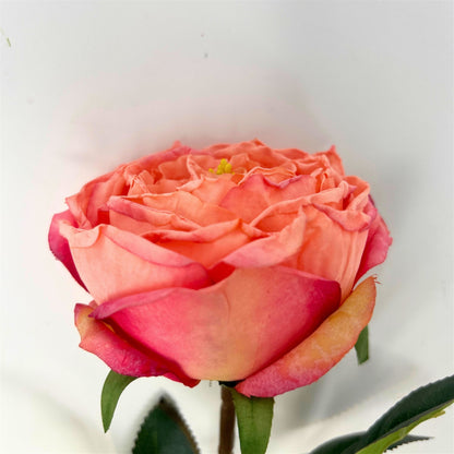 Windsor Rose Stem 24" - Pink | GTE