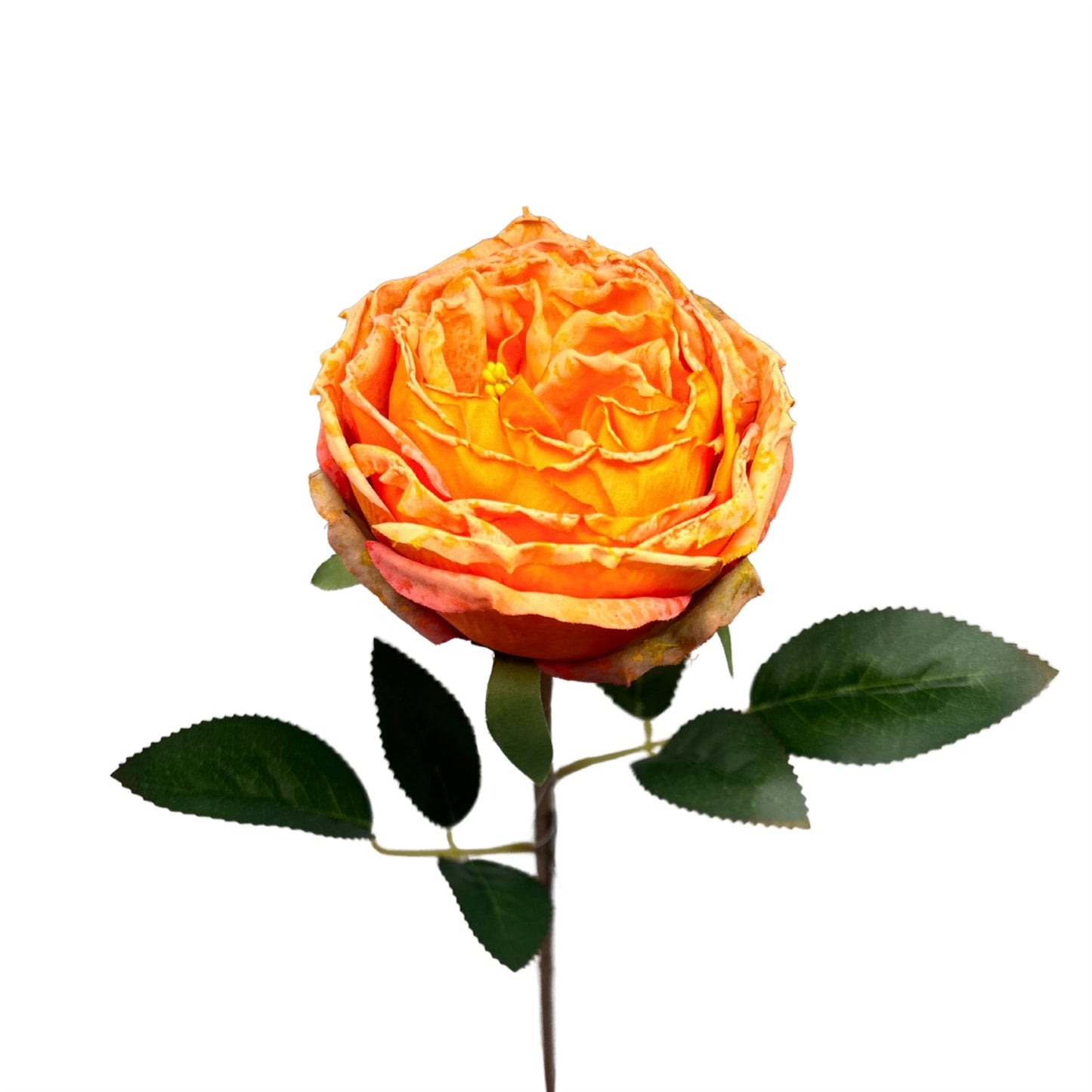 Windsor Rose Stem 24"- Spring Orange | GTE