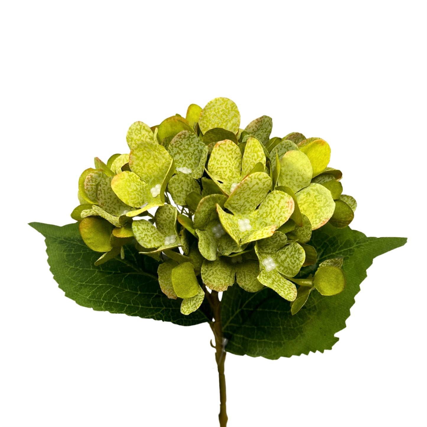 Ireland Hydrangea 17" - Green | GTE