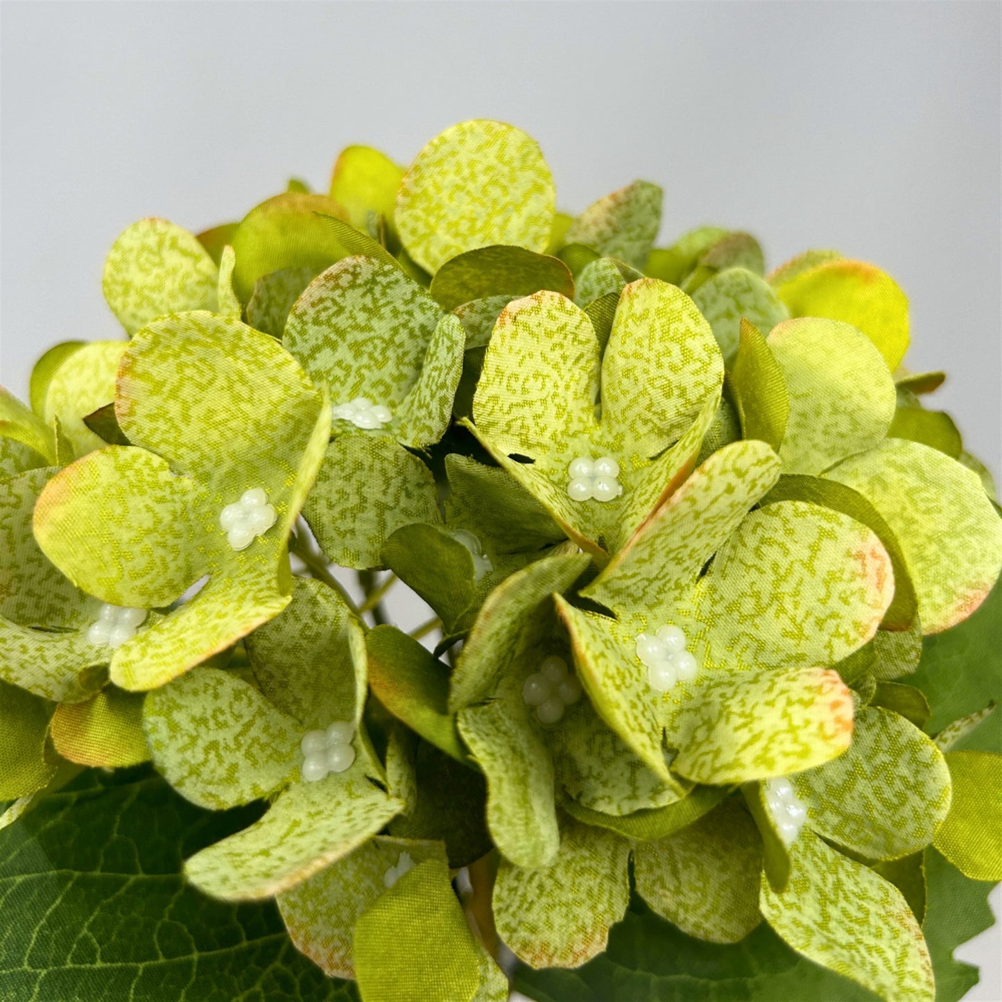 Ireland Hydrangea 17" - Green | GTE