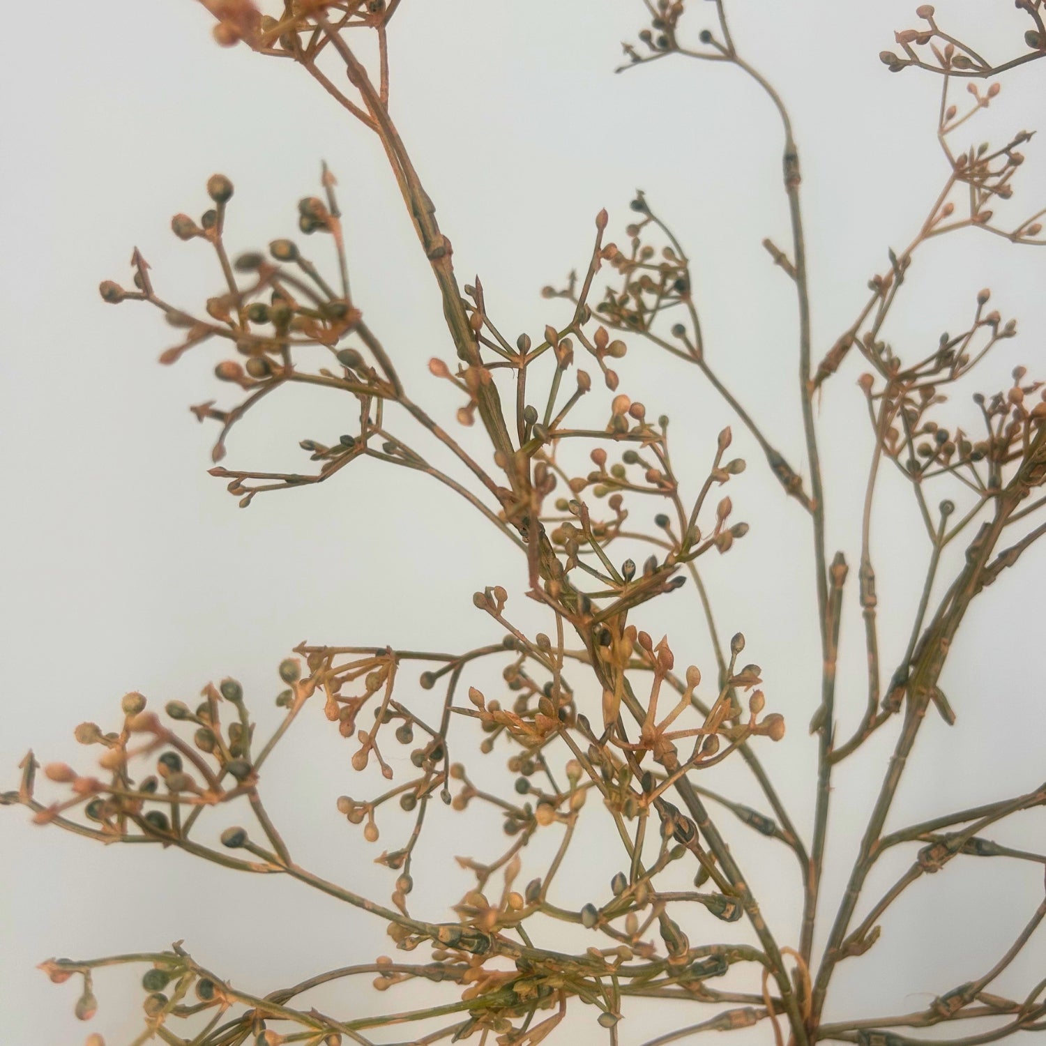 A dried artificial baby's breath floral branch arrangement with delicate brown and tan stems and small buds, photographed against a plain light background.