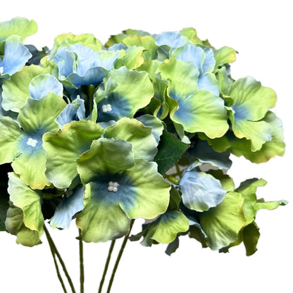 Cypress Garden Hydrangea Bush x 5 - 19” - Blue/Green |YSE