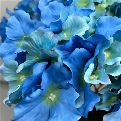 Cypress Garden Hydrangea Bush x 5 -19” - Blue |YSE