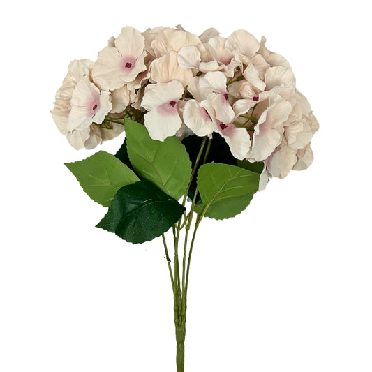 Cypress Garden Hydrangea Bush x 5 -19” - Lt. Pink |YSE