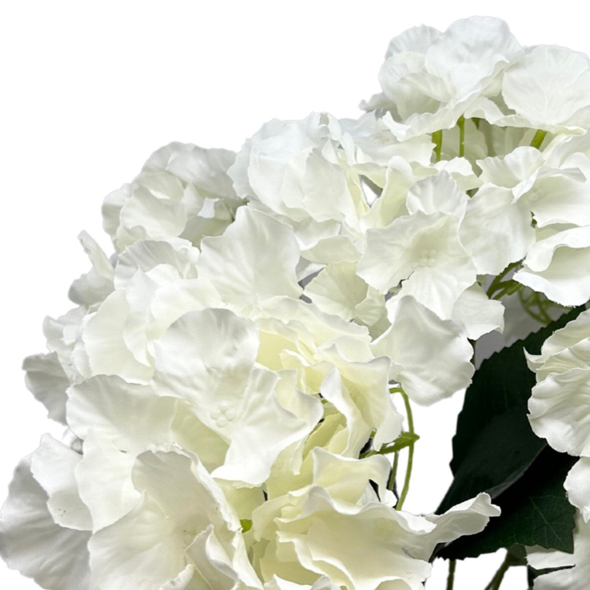 Cypress Garden Hydrangea Bush x 5 - 19” - Cream |YSE