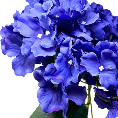 Cypress Garden Hydrangea Bush x 5 - 19” - Dark Purple |YSE