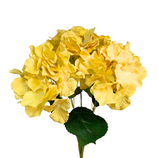 Cypress Garden Hydrangea Bush x 5 - Yellow 19" |YSE