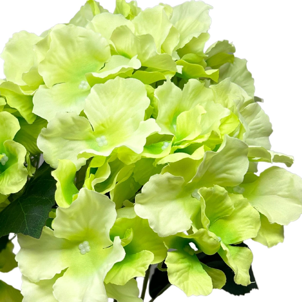 Cypress Garden Hydrangea Bush x 5 - 19” - Green|YSE