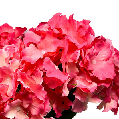 Cypress Garden Hydrangea Bush x 5 -Hot Pink |YSE