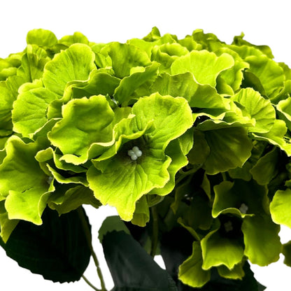 Cypress Garden Hydrangea Bush x 5 - 19” -Lime |YSE