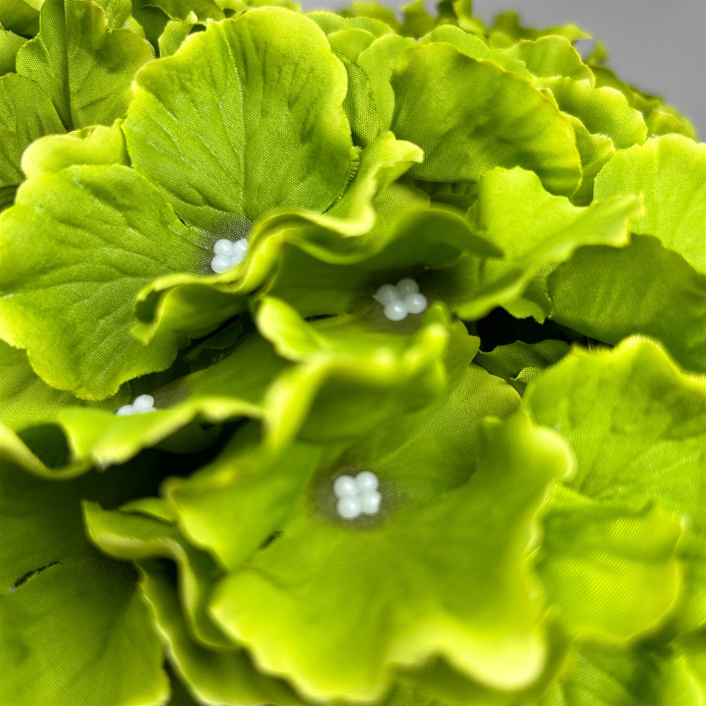 Cypress Garden Hydrangea Bush x 5 - 19” -Lime | YSE