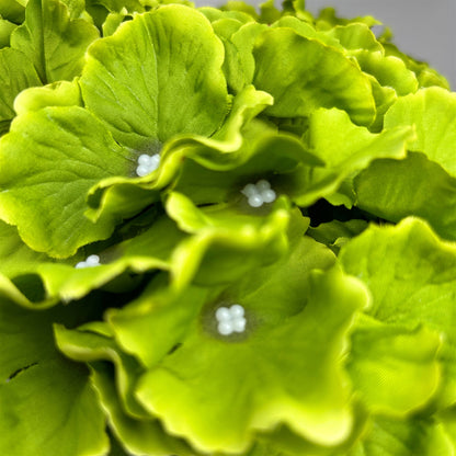 Cypress Garden Hydrangea Bush x 5 - 19” -Lime | YSE