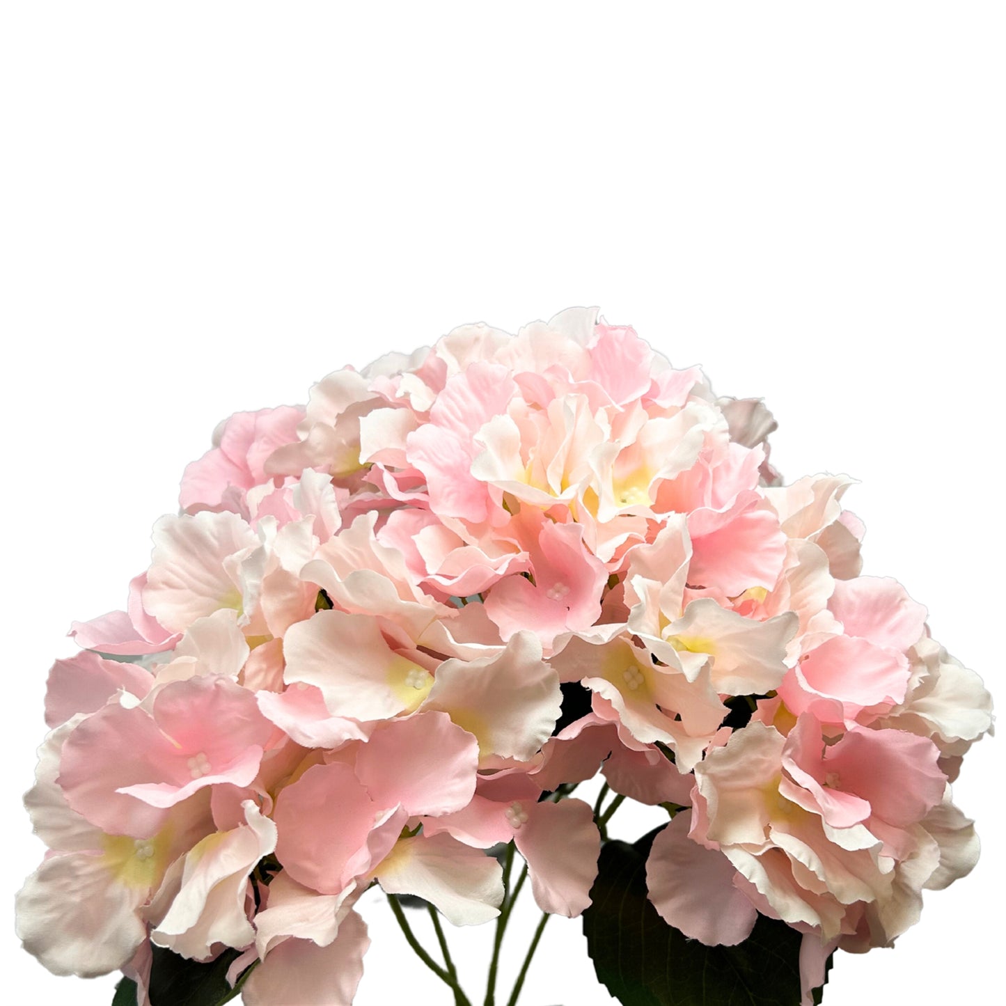 Cypress Garden Hydrangea Bush x 5 -19” - Lt. Pink | YSE