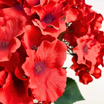 Cypress Garden Hydrangea Bush x 5 - Red 19" | YSE