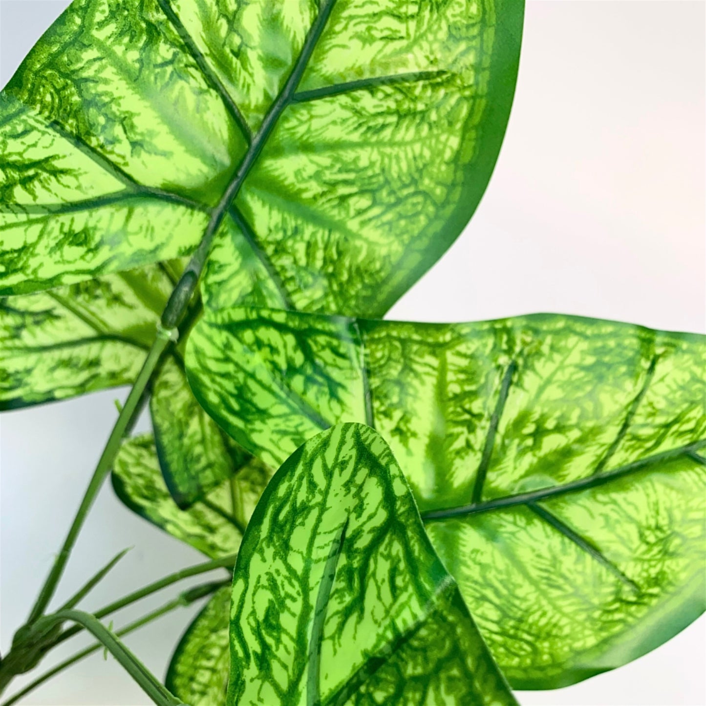 Heart of Jesus Plant - Green 16" | YSE