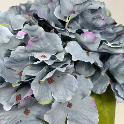 Autumn Meadows Hydrangea Bush x 5 -Blue 18” | YS