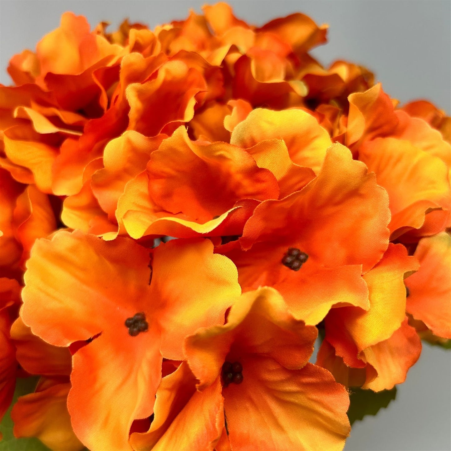 Autumn Meadows Hydrangea Bush x 5 -Orange 18” | YS