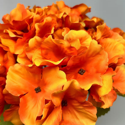 Autumn Meadows Hydrangea Bush x 5 -Orange 18” | YS