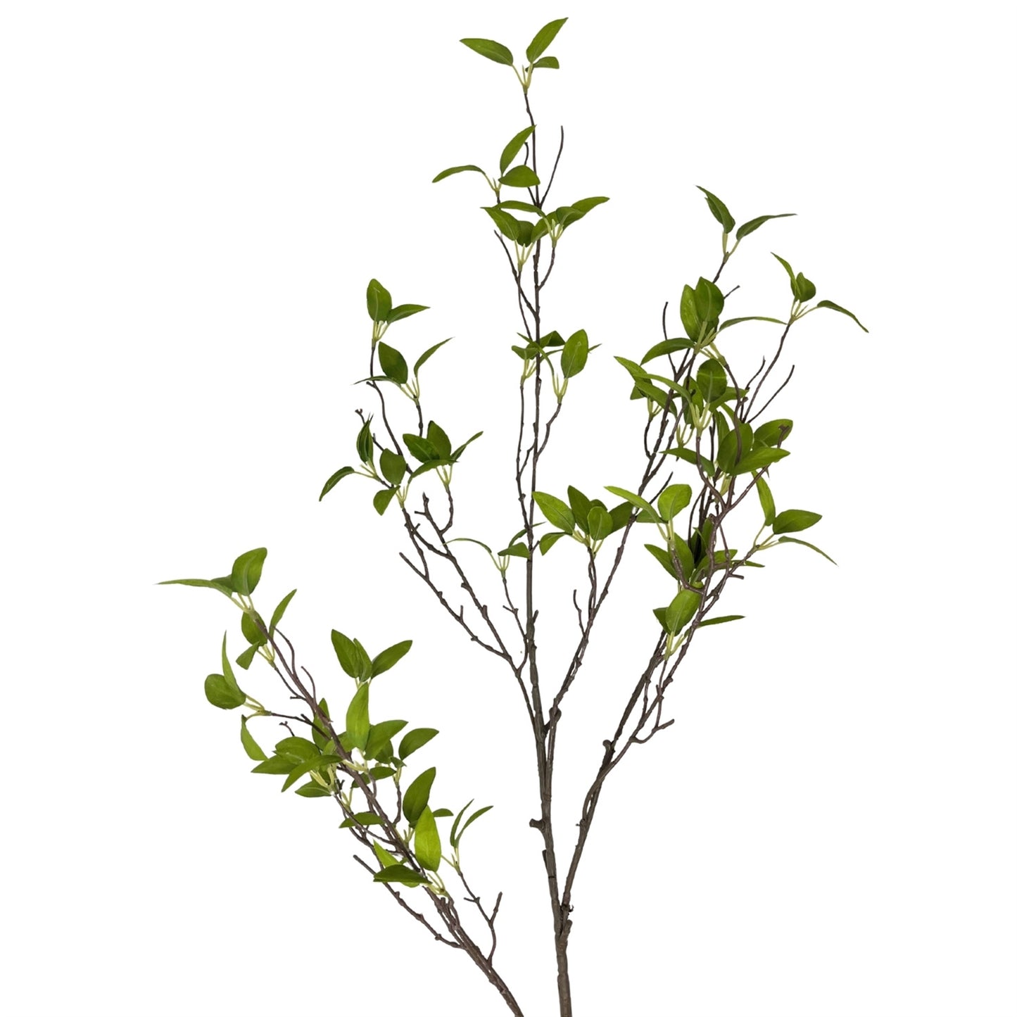 Wild Myrtle Branch 46" - Green