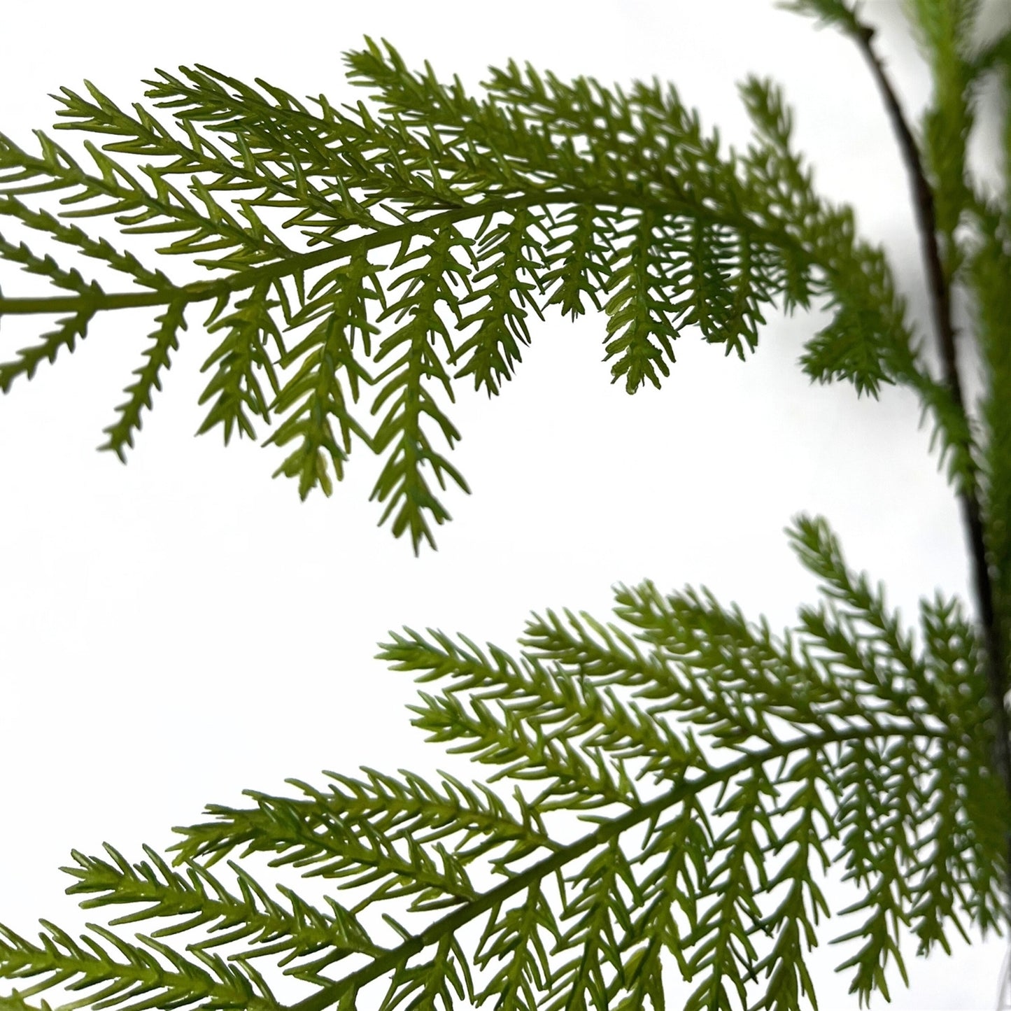 Pine Branch 36" | GT