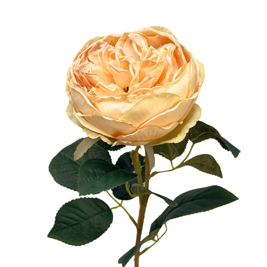 Faux Dried English Rose 24" - Pale Peach | GT