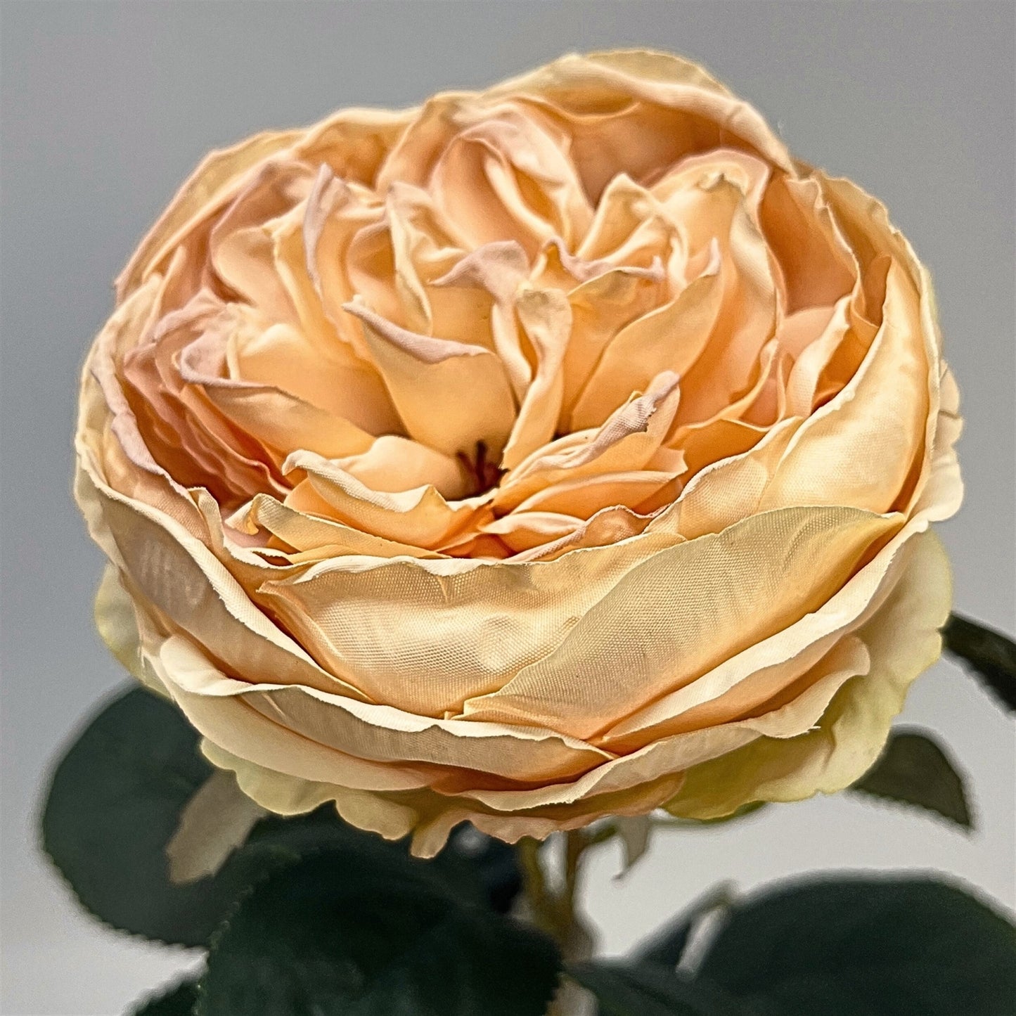 Faux Dried English Rose 24" - Pale Peach