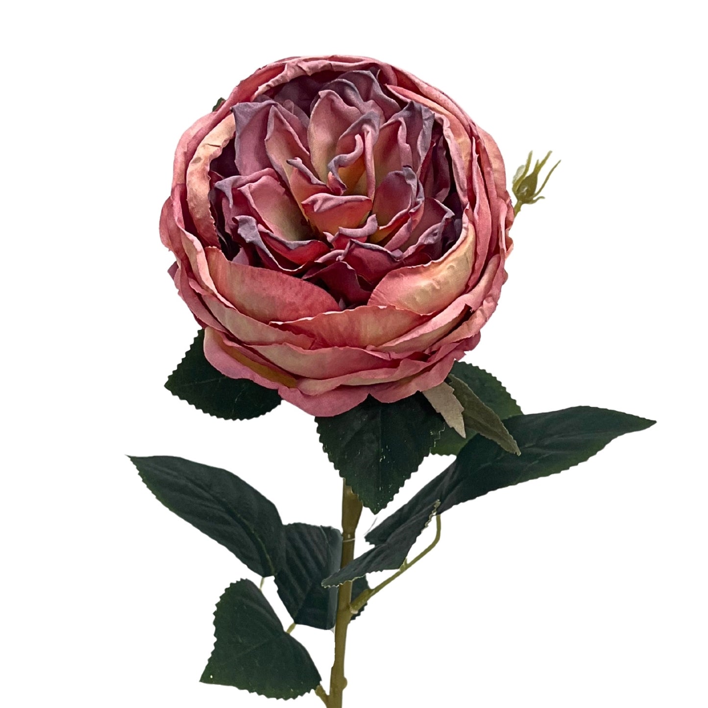 Faux Dried English Rose 24" - Mauve