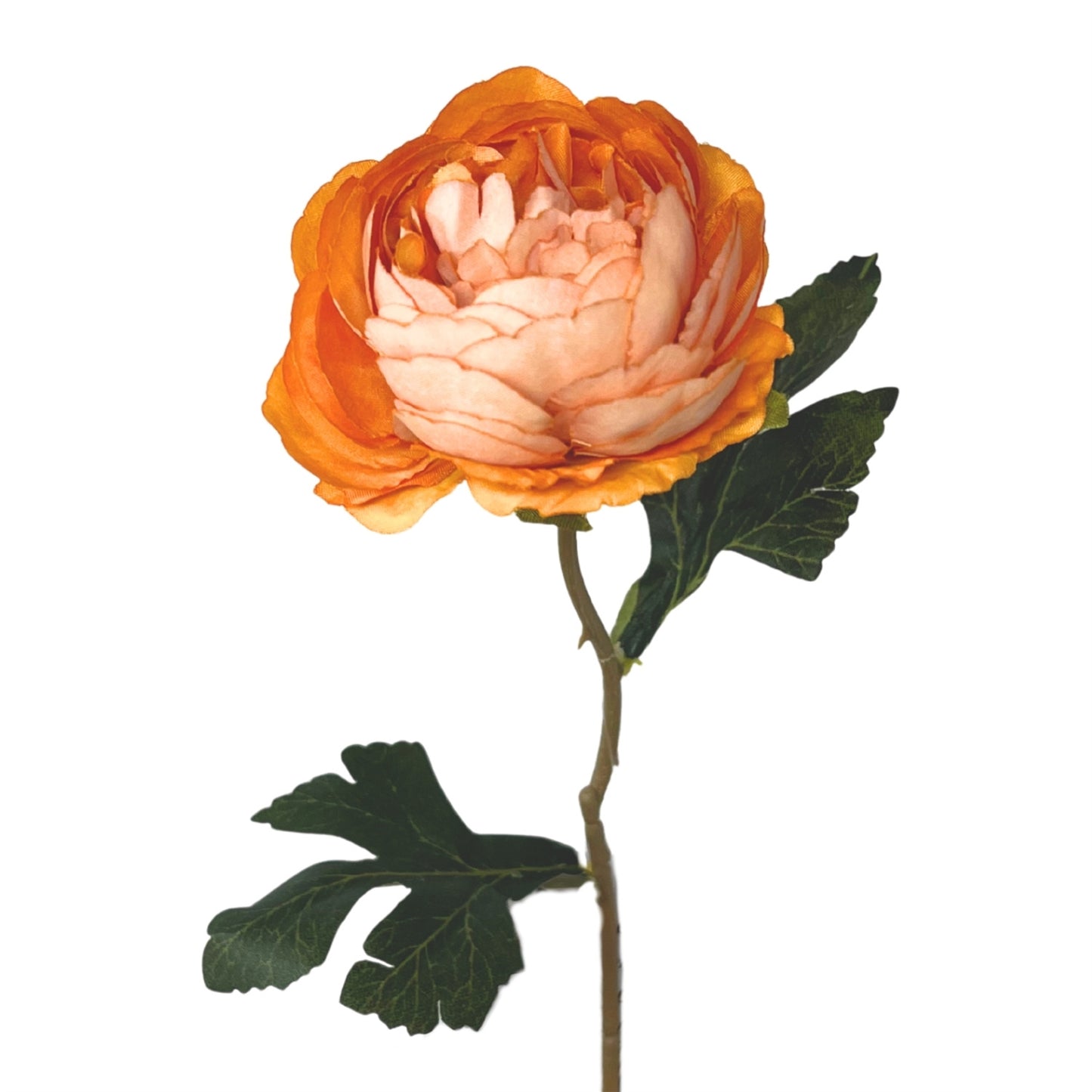 Petite Ranunculus Stem 15" - Apricot | GT