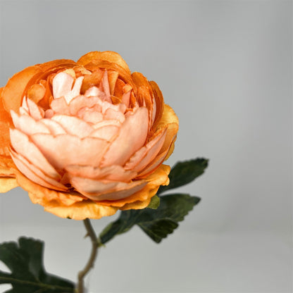 Petite Ranunculus Stem 15" - Apricot | GT