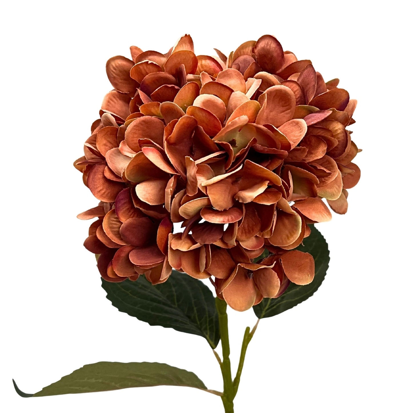 Harmony Hydrangea Stem 24" - Terra Cotta | GT