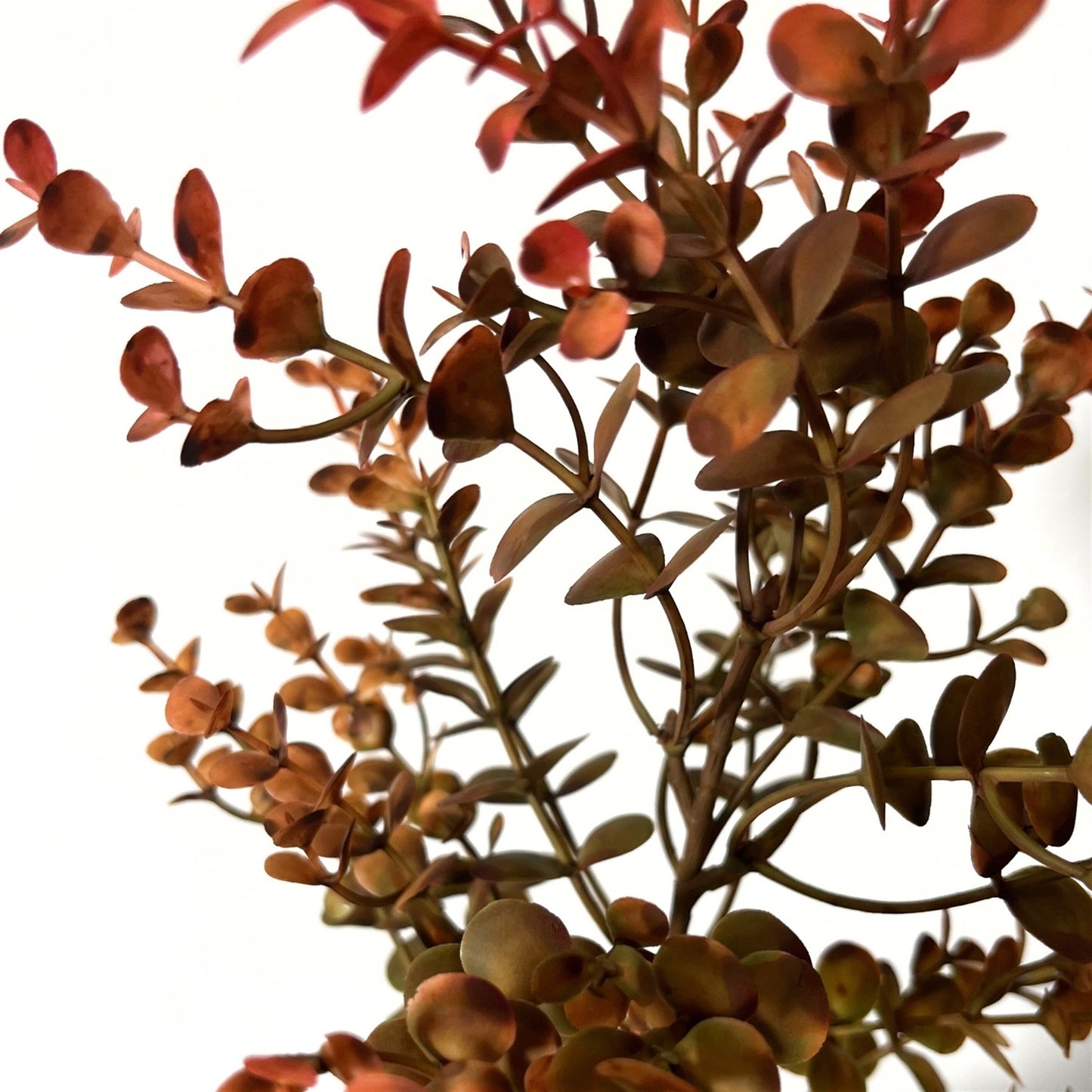 Autumn Boxwood Pick 21" - Orange/Red