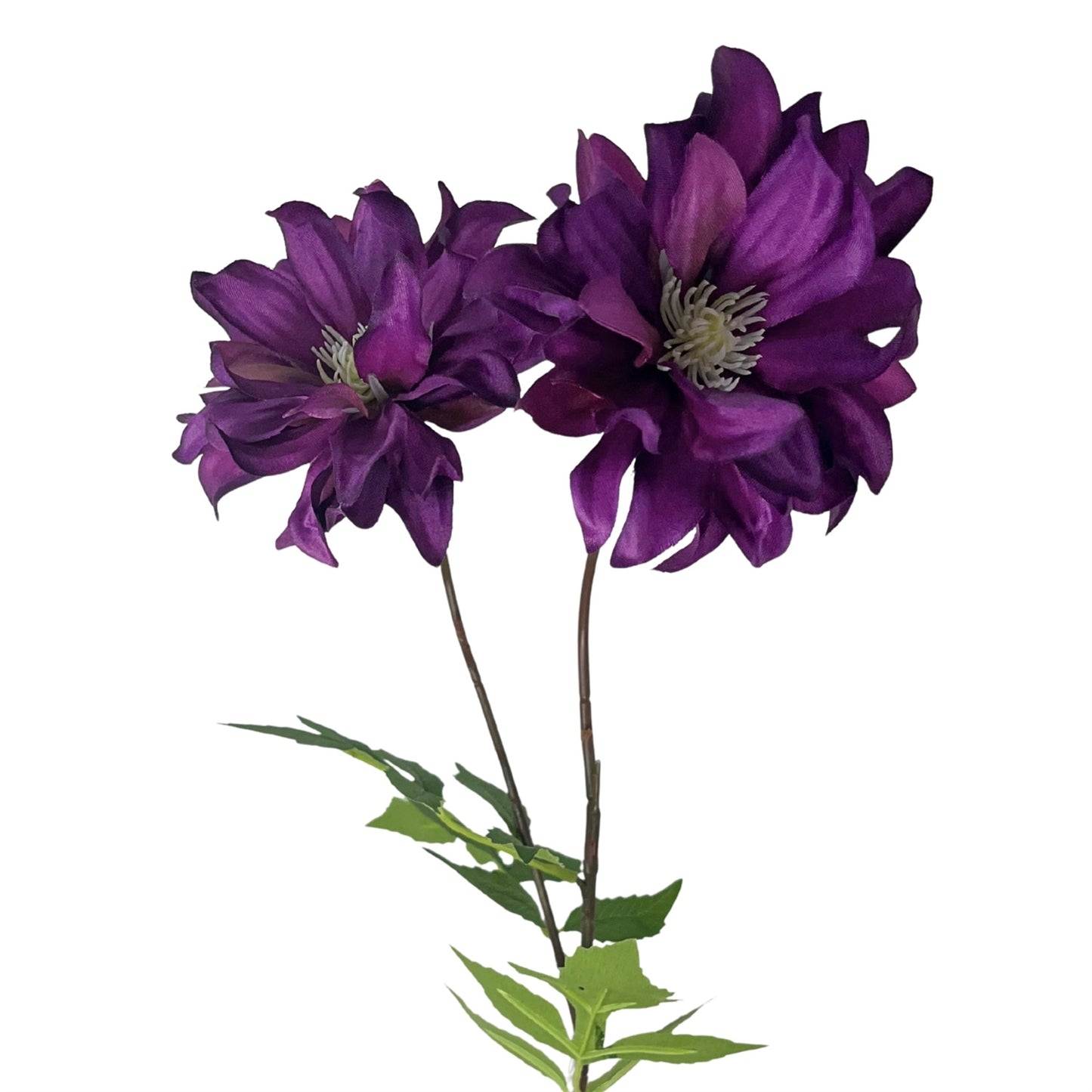 Star Dahlia Stem 27" - Purple