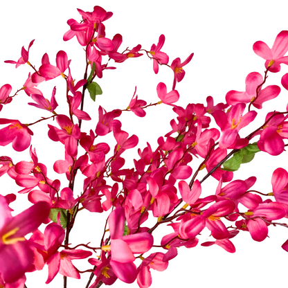 Tweedia Bush x 5 - 24” - Hot Pink |BYE