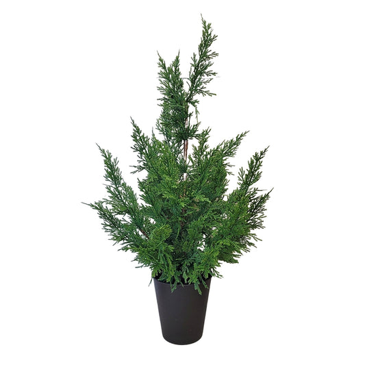 Fresh Touch Cedar Tree in Plastic Pot 29” | YS