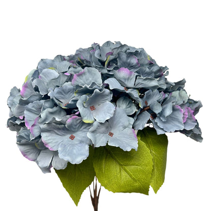 Autumn Meadows Hydrangea Bush x 5 -Blue 18” | YS