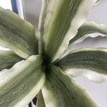 Load image into Gallery viewer, Eva Variegated Aloe 38&quot; | YSE23