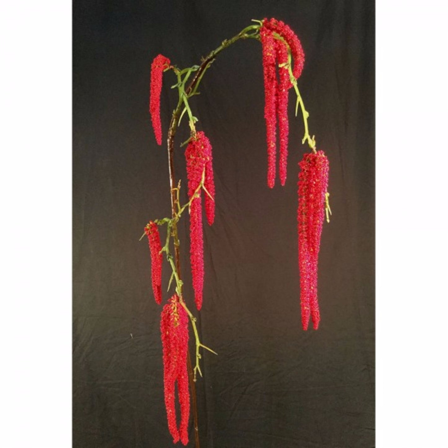 50" Hanging Amaranthus Branch in Red