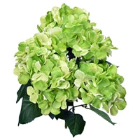 22" Hydrangea Bush with Leaves in Green | XJE