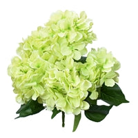 22" Hydrangea Bush with Leaves in Light Green | XJE
