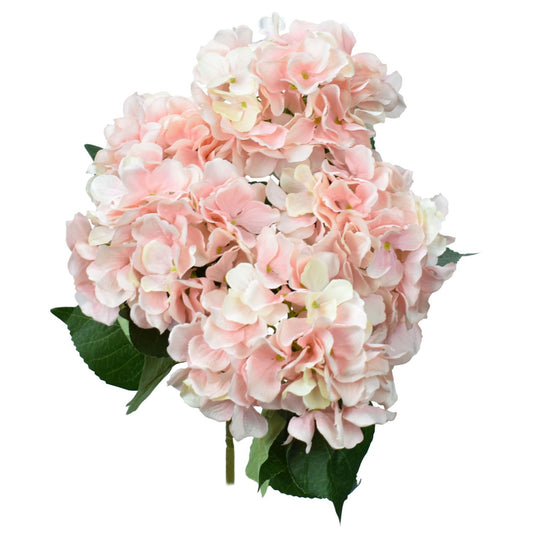 22" Hydrangea Bush w/ Lvs x 5 - Lt. Pink | XJE