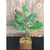 14" Magnolia Pick with Leaves in Green | XJE