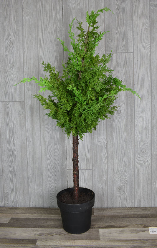 48" Potted Freshcut Cypress Tree | XJ