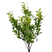 13" Variegated Boxwood Bush | XJE