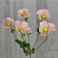 18" Wild Poppy Bush in Peach | XJE