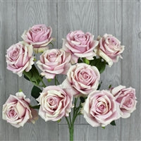 18" Mothers Love Rose Bush in Light Purple | XJE