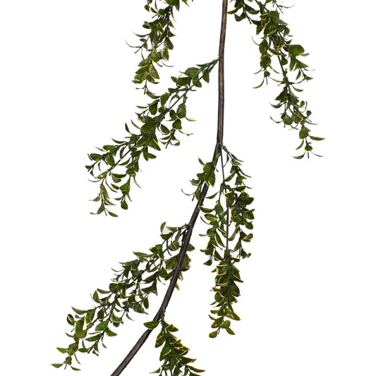 5' Varigated Boxwood Garland | XJ