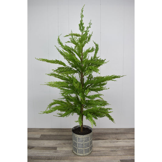 44" Fresh Touch Western Cedar Tree in Whitewashed Can | XJ