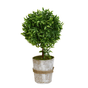 10" Thyme Ball Topiary | QSE