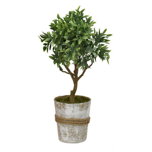 11.5" Thyme Plant in Handcrafted Paper Pot | QSE