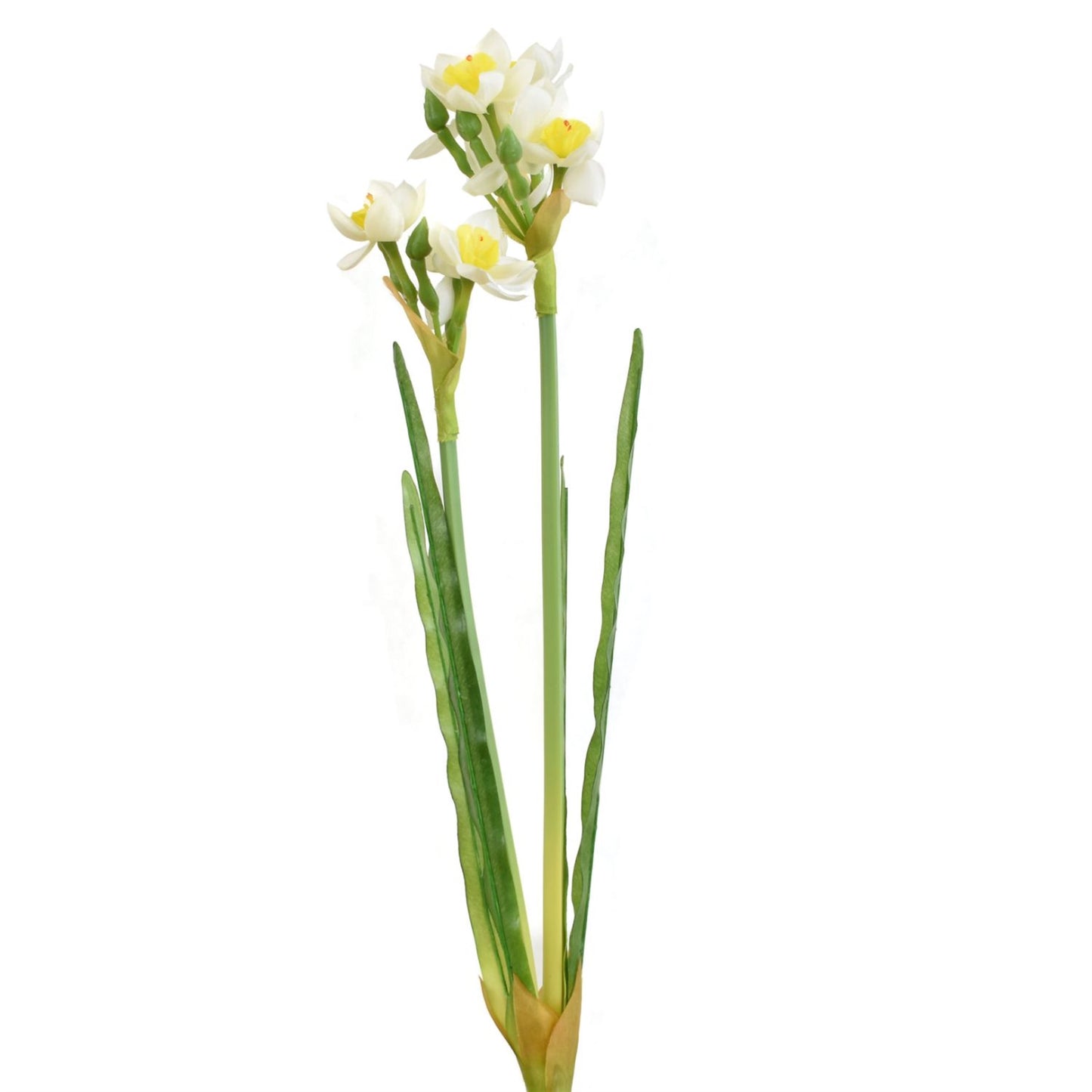 17” Perfect Paperwhite Plant Narcissus |XJE